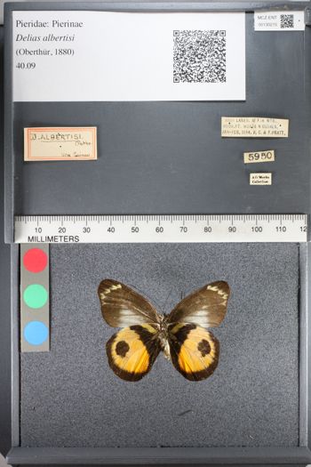 Media type: image;   Entomology 130215
